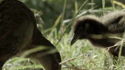 Sean: If you lose
your focal point, - When Nature Calls with Helen Mirren