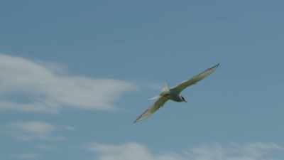 Seas which are also perfect
for a mammal that seems - Wild Ways of the Vikings