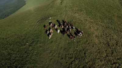 SECONDLY, THEY'RE ENORMOUSLY
VALUABLE FOR HERDING CATTLE. - Origins: The Journey of Humankind
