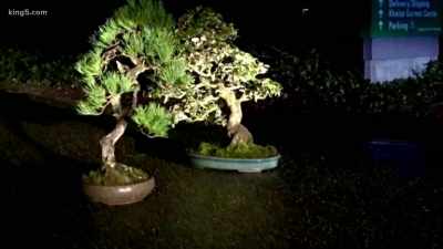 Security guards found the
bonsai at 11:00 last night. - Trees and Other Entanglements