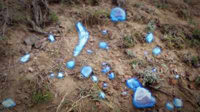 SEE A WHOLE BUNCH OF BONES
LAYING THERE, - Dino Hunters