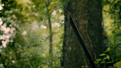 SEE, DIPU JUST
NOTICED THIS PLANT, - Expedition Mungo