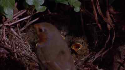 SEE? HE LIKES
THEM, TOO. - The Secret Garden