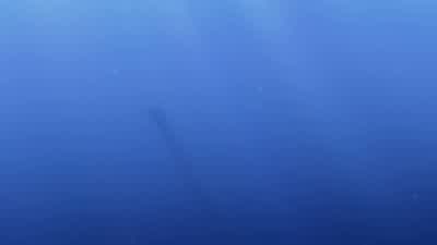 - See, he's swimming away. - Finding Nemo