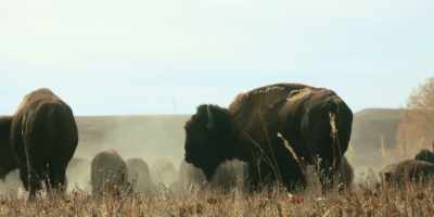 See the big one with the scars? - Butcher's Crossing
