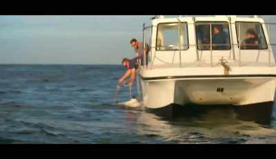 See what makes these
creatures tick, - Shark Beach With Chris Hemsworth