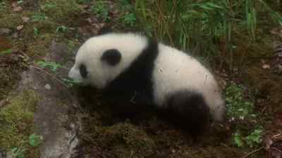 SEE YOU LATER,
LITTLE BEAR. - The Amazing Panda Adventure