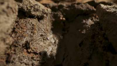 Seeds that have been buried
for years - The Green Planet