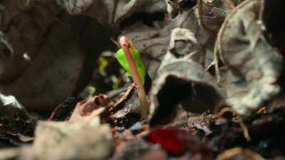 Seeds that have laid dormant start small
but aim high. - Tiny World