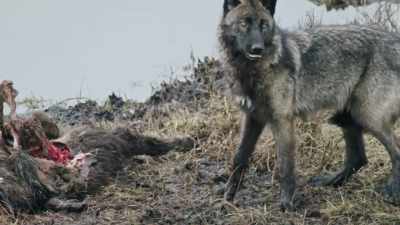 Seeing that blacktail's alone, - Epic Yellowstone