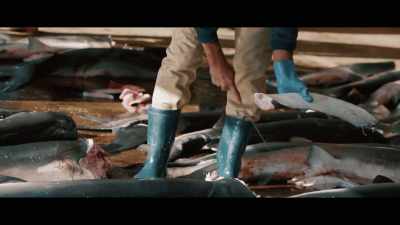 Seeing so many sharks finned, - Seaspiracy