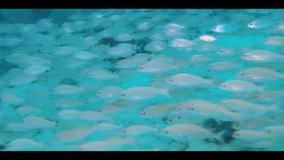 Seems like my whole life,
I've been swimming - Leopard Skin