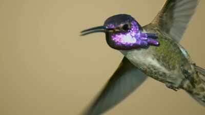 Seen at just the right angle,
his colours are dazzling. - Attenborough's Life in Colour
