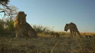 SEFU AND KALI ROAR - Serengeti