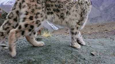 Seldom seen, - Planet Earth: A Celebration