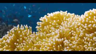 ...sending shockwaves across the reef, - Our Oceans