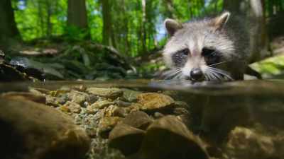 Sending signals to a
brain that, for its size, - The Secret Lives of Animals