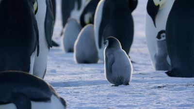 Separated chicks must now find their parents. - Hostile Planet