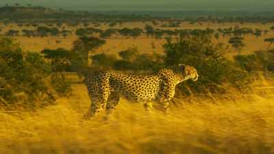 # Serengeti - Serengeti