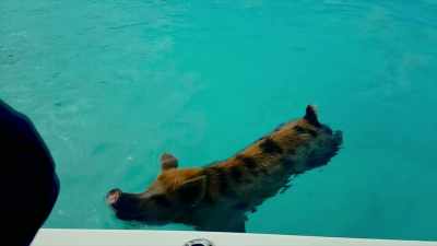 SETH: There was swimming
with pigs - Fyre Fraud