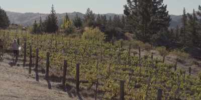 Seventeen, 18, 19. - Under the Vines
