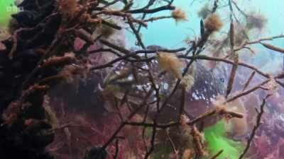 Several dozen black
eggs are already here, - Wild Isles