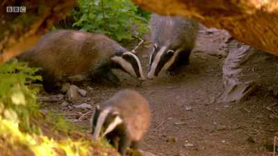 Several generations of badgers
are living here. - Wales: Land of the Wild