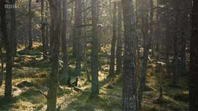 Several hens have
gathered around the prancing, - Wild Isles