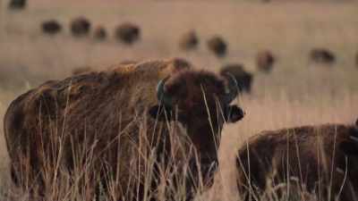 ["Shady Grove/I Will Arise"
by Bobby Horton playing] - The American Buffalo
