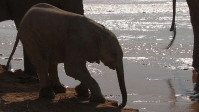 Shaka and Sheba, have never seen a river before. - Chasing the Rains