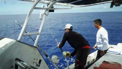 [shane]  phil always wanted
 to catch a marlin. - Deadliest Catch: Bloodline