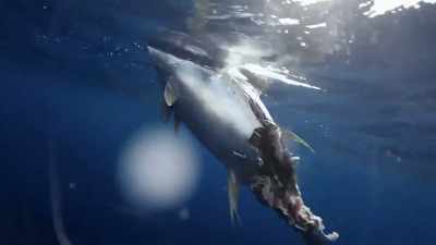 [shane]  yeah,
 he got whacked, man. - Deadliest Catch: Bloodline