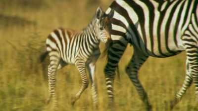 Shani and her foal endured
an arduous trek to get here. - Serengeti
