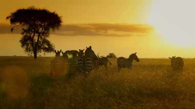 Shani and her foal join those
who have lived to see another day. - Serengeti