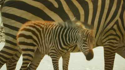 Shani must resist the urge
to join them - Serengeti