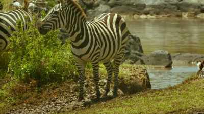 Shani will never
give up on her foal. - Serengeti