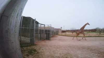 Shannon: Oh, boy. Slow down. - Secrets of the Zoo