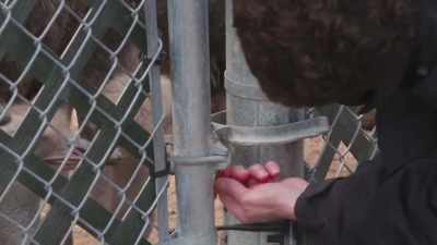 Shannon:
When the ostrich come out - Secrets of the Zoo
