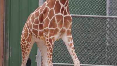 Shannon: When you watch
a giraffe run - Secrets of the Zoo