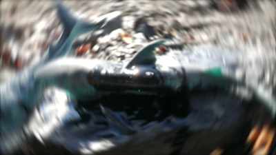[shark roars] - Jurassic Shark 2: Aquapocalypse