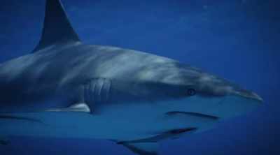 Shark scientists believe there may
be something to Lytton's response. - Shark Attack Files