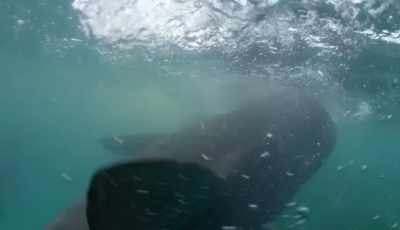 Sharks can bite with
such power and speed, - Shark Beach With Chris Hemsworth