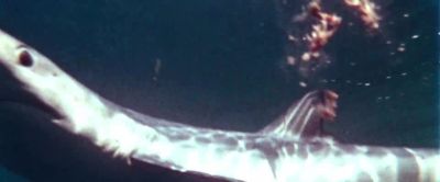 Sharks can only be found in two places on earth - Strange Wilderness