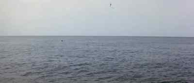 Shark's fin! - Orca