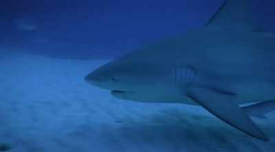 Sharks may be attacking
closer and closer to shore. - Shark Attack Files