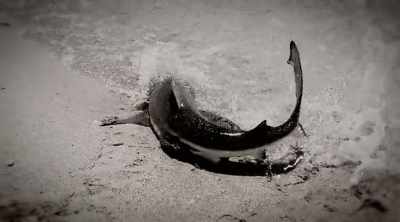 Sharks may be learning
to develop a tolerance - Shark Attack Files