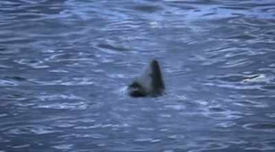 Sharks may detect this
and mistake it for prey. - Shark Attack Files