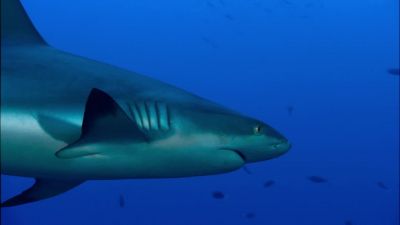 Sharks predate dinosaurs - Racing Extinction