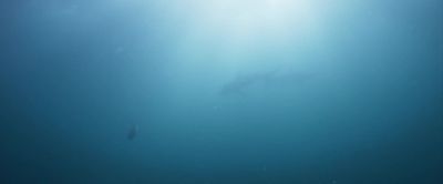 Sharks return here
each year to feed - Deep Blue Sea 3