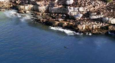 Sharks sometimes deliberately stalk
seals before going in for a kill. - Shark Attack Files